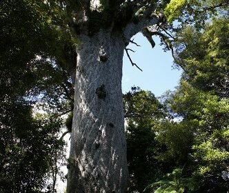 【NZ旅】ノースランドとカウリコーストとワイトモ洞窟へ