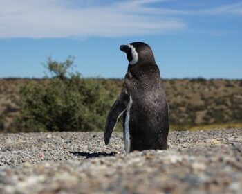【アルゼンチン旅】世界遺産バルデス半島！ミナミセミクジラやゾウアザラシ息づく野生の王国