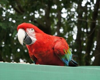 【ブラジル旅】世界屈指の透明度を誇る水の楽園ボニート！神秘のプラタ川スノーケリング